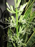 snake plant